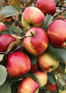 apple picking